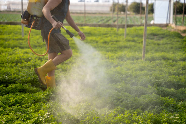 Wasp Removal Services in Luxora, AR